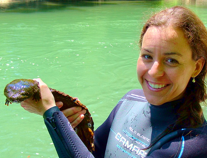 Eastern Hellbender, Cryptobranchus alleganiensis, held by a USFWS biologist during a survey