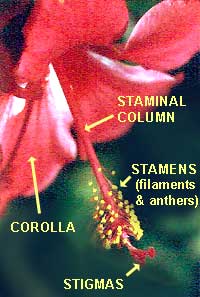 hibiscus flower structure
