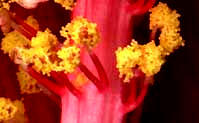 stamens on staminal column of blossom of Hibiscus coccineus