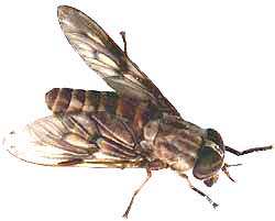 horse fly, genus Tabanus