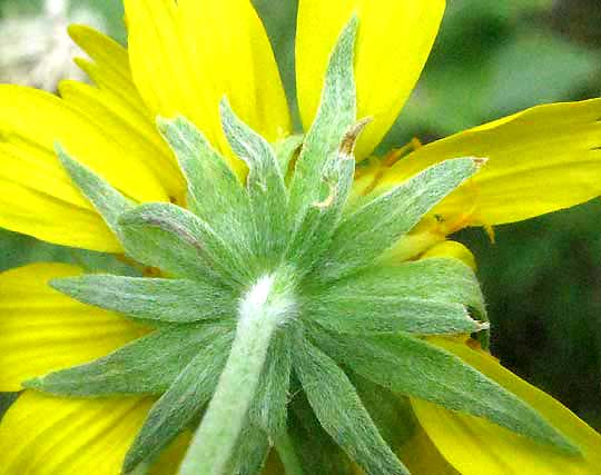 Phyllaries of Cowpen Daisies, Verbesina enceliodes