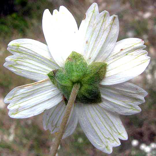 Phyllaries of Rock Daisy, Melampodium leucanthum