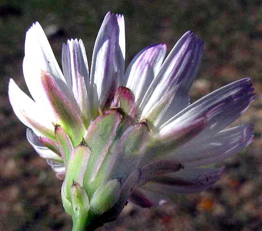 Phyllaries of Rocklettuce, Pinorapappus roseus