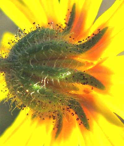 Phyllaries of the Tarweed, Madia elegans