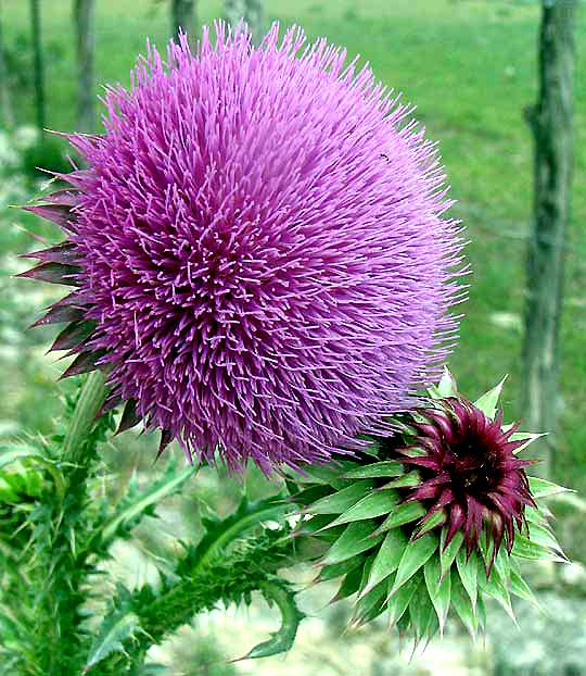 Phyllaries of the Musk Thistle, Carduus nutans