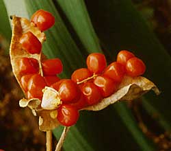 open iris capsule showing red seeds