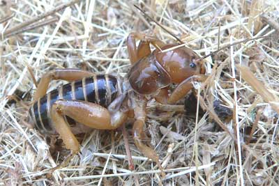 Jerusalem Cricket, subfamily Stenopelmatinae. Picture taken in California's Sierra Madre foothills by Jim Conrad