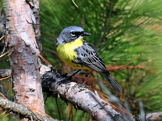 Kirtland's Warbler, Setophaga kirtlandii; image courtesy of US Fish & Wildlife Service