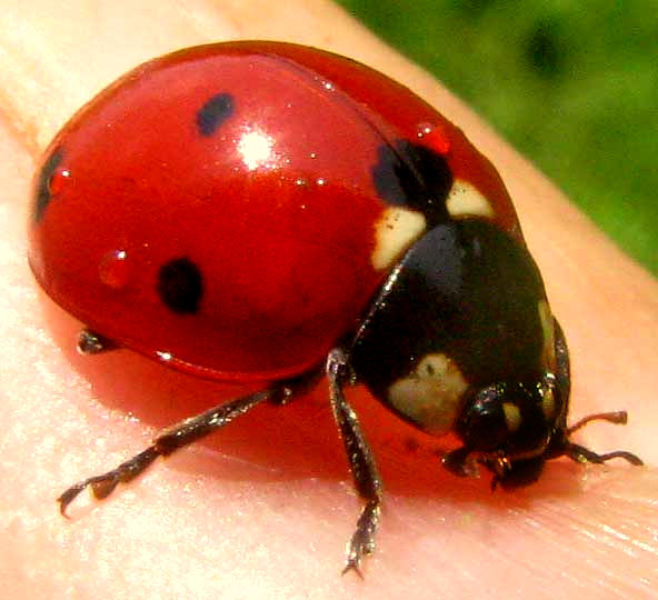 Ladybug/ Ladybird
