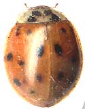 Multicolor Asian Ladybeetle, Harmonia axyridis