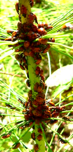 Ladybug beetles clustered on horsetail plants