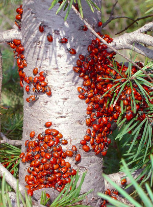 Ladybugs in Colorado, USA; image by BT Denyer