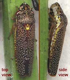 Leafhopper, family Cicadellidae
