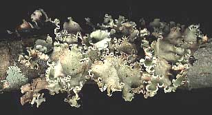 foliose lichen