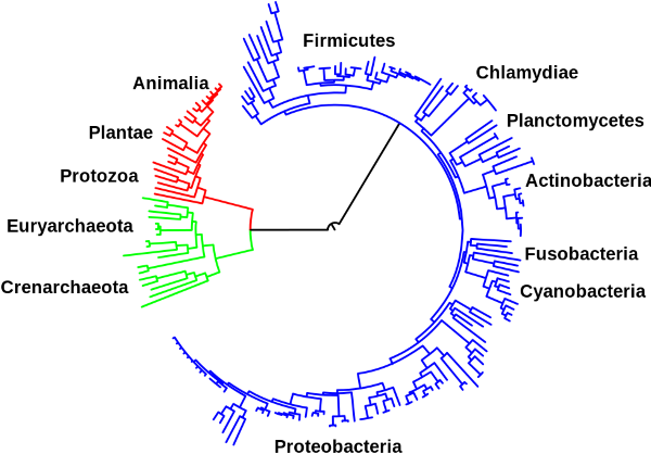 Tree of Life, 2007; image courtesy of 'PatríciaR' and Wikimedia Commons