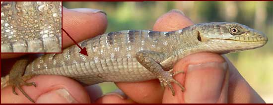 Southern Alligator Lizard, Elgaria multicarinatus; photo by Daniel Adams of California