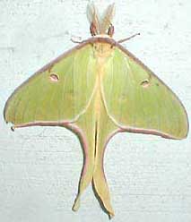 Luna Moth, Actias luna