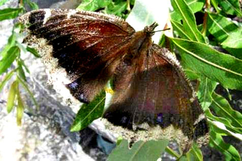 Mariposa poniendo huevos