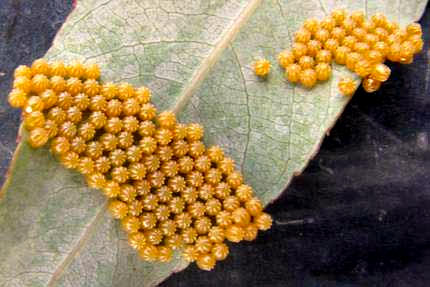 Mourning Cloak eggs