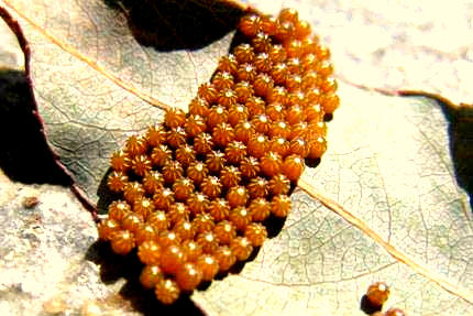 Mourning Cloak eggs