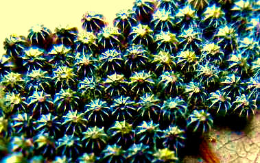 Mourning Cloak eggs