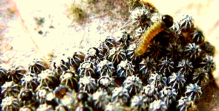 Mourning Cloak caterpillar emerging from egg