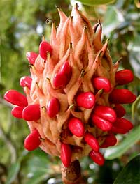 magnolia fruit