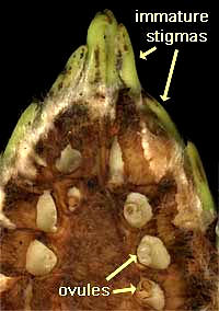 ovules inside magnolia pistils