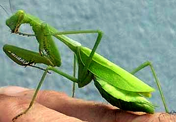 ninfa de Stagmomantis limbata, un campanero