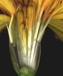 *****close-up of a marigold's ray and disk flowers