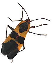 Large Milkweed Bug, Oncopeltus fasciatus