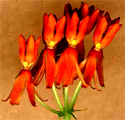 Flowers of Butterfly Weed, Asclepias tuberosa