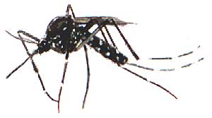 Uranotaenia mosquito