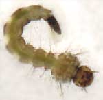 mosquito larva, wiggletail