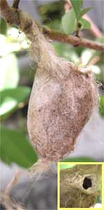 cocoon of a Giant Silkworm Moth, probably the Polyphemus, Antheraea polyphemus; image by Maureen in West Palm Beach, Florida 