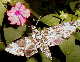 Rustic sphinx, Manduca rustica, image by Hillary Mesick of Mississippi
