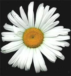 Mum flower, Chrysanthemum