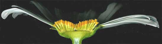Mum flowering head, Chrysanthemum, cut across middle