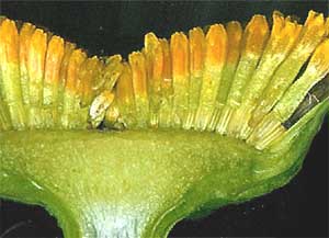 Mum flower, Chrysanthemum, showing disk flowers