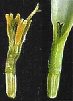disc and ray florets of Chrysanthemum