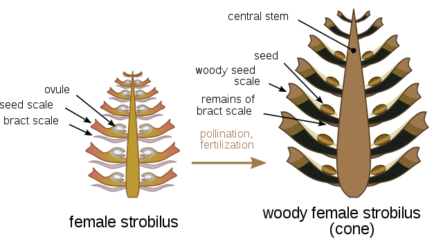 Pinus sylvestris female strobilus and cone; image courtesty of 'Nefronus' in the Czech Republic, via Wikimedia Commons