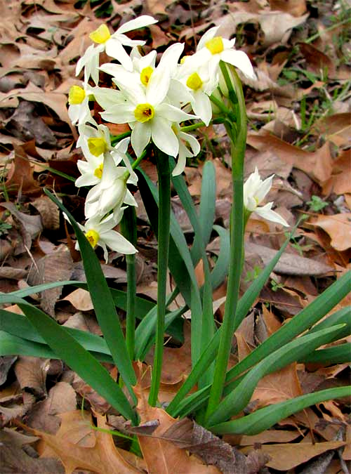 NARCISSUS TAZETTA, Paperwhite or Bunch-flowered Narcissus