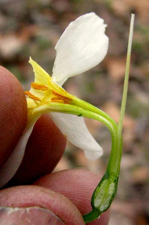 NARCISSUS TAZETTA, Paperwhite or Bunch-flowered Narcissus, flower anatomy