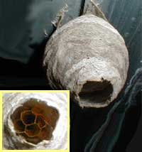 paper nest of hornet, image by Karen Wise of Kingston, Mississippi