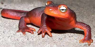 California Newt, Taricha torosa -- picture by Fred & Diana Adams of Placerville, California