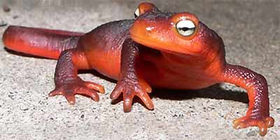 California Newt, TARICHA TOROSA ssp SIERRAE, photo by Fred Adams