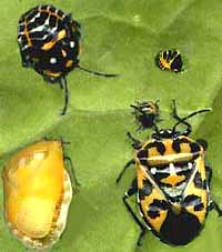 adults & nymphs of the Harlequin Bug, Murgantia histrionica