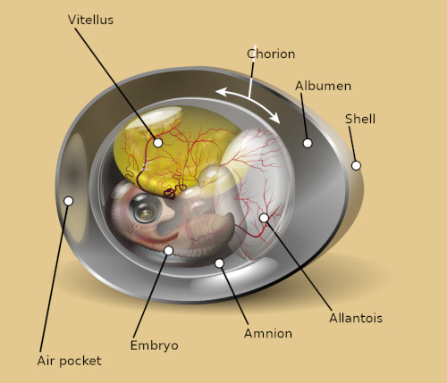 Diagram of a chicken egg in its 9th day; image courtesy of 'KDS4444' & Wikimedia Commons
