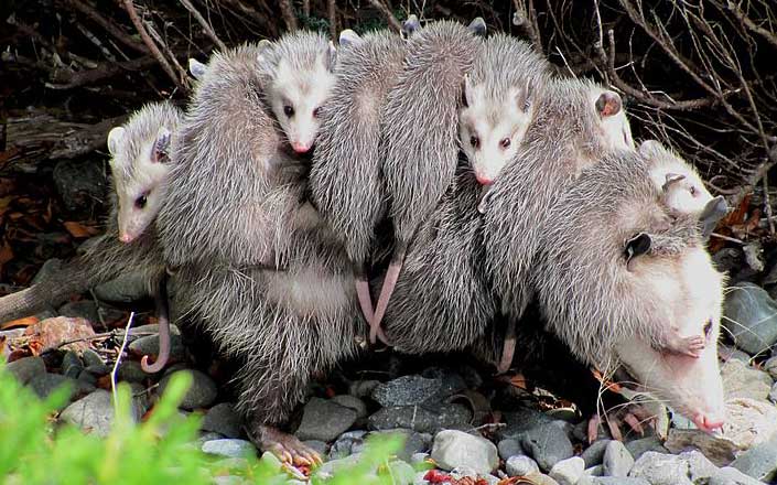 Opossum with young, photo by Specialjake