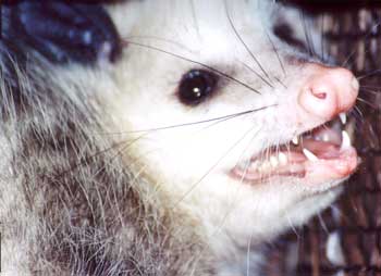 Virginia Opossum, Didelphis virginiana, image by Ken Bonnell of Mississippi